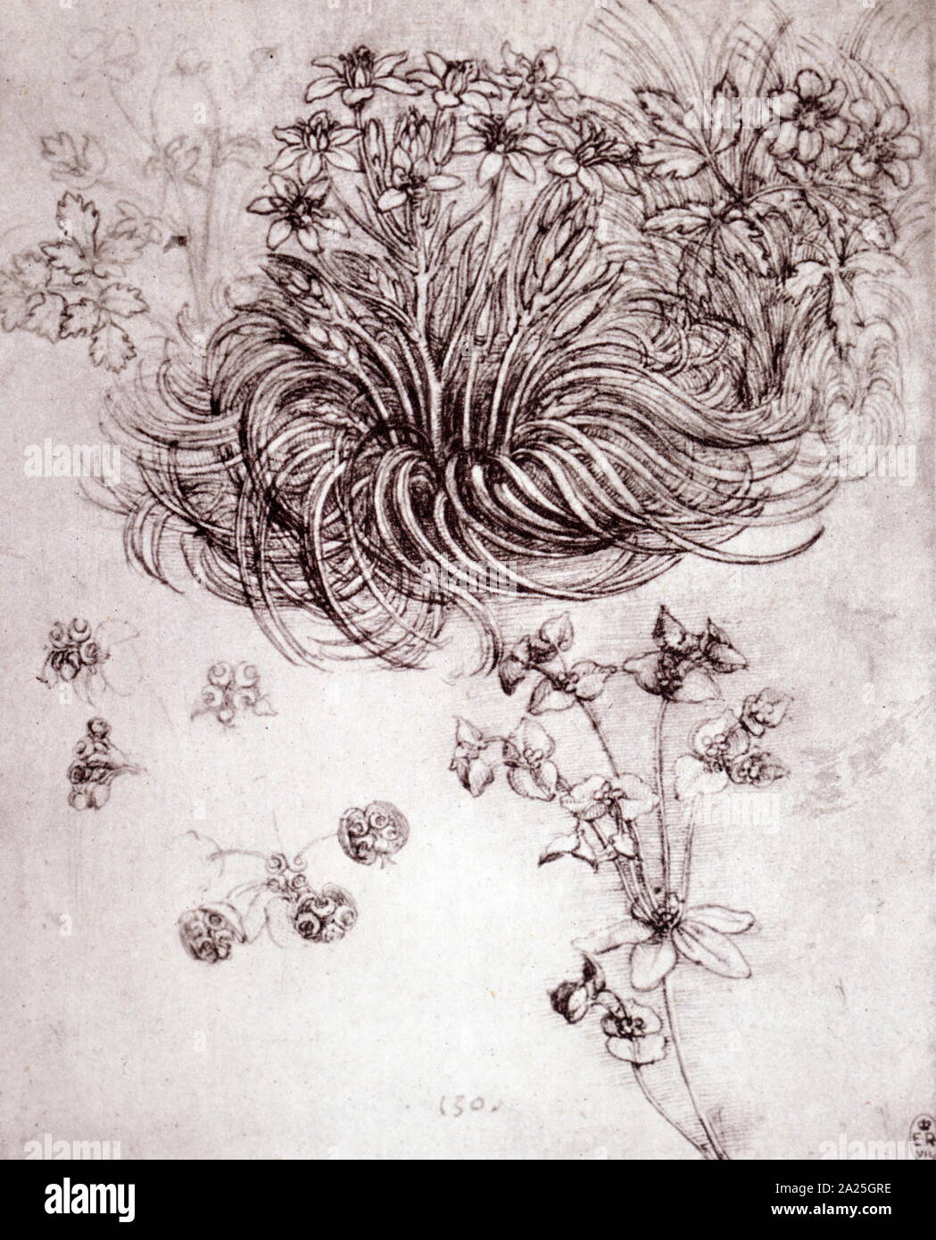 Star of Bethlehem and other plants by Leonardo da Vinci. Leonardo di ...