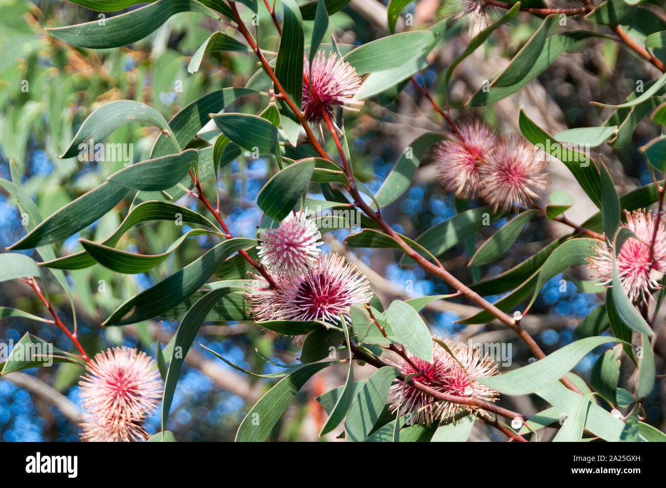 Kangaroo Island Australia, flowers of pin-cushion hakea an Australasian native Stock Photo