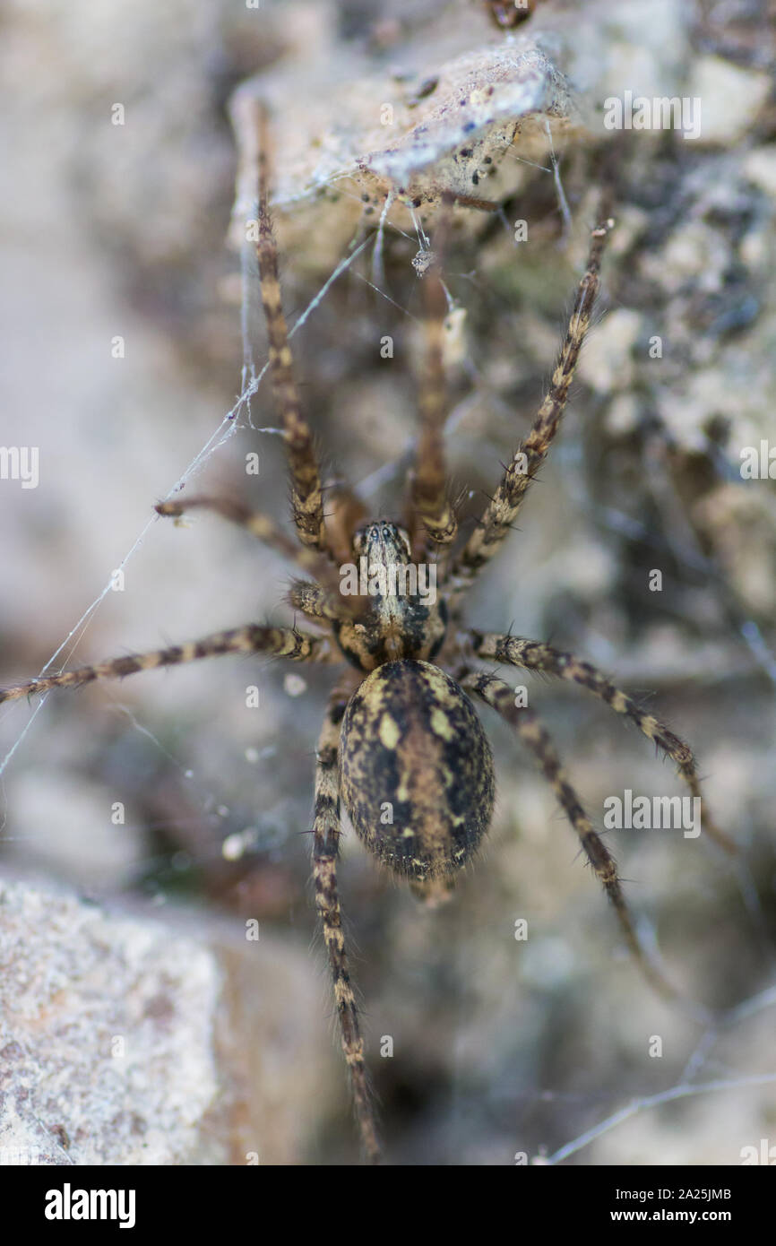 Tegenaria silvestris, spider macro shot from a forest Stock Photo