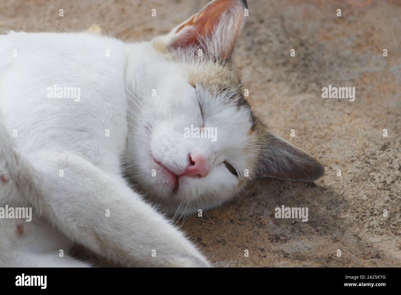 sleeping white cat face Stock Photo