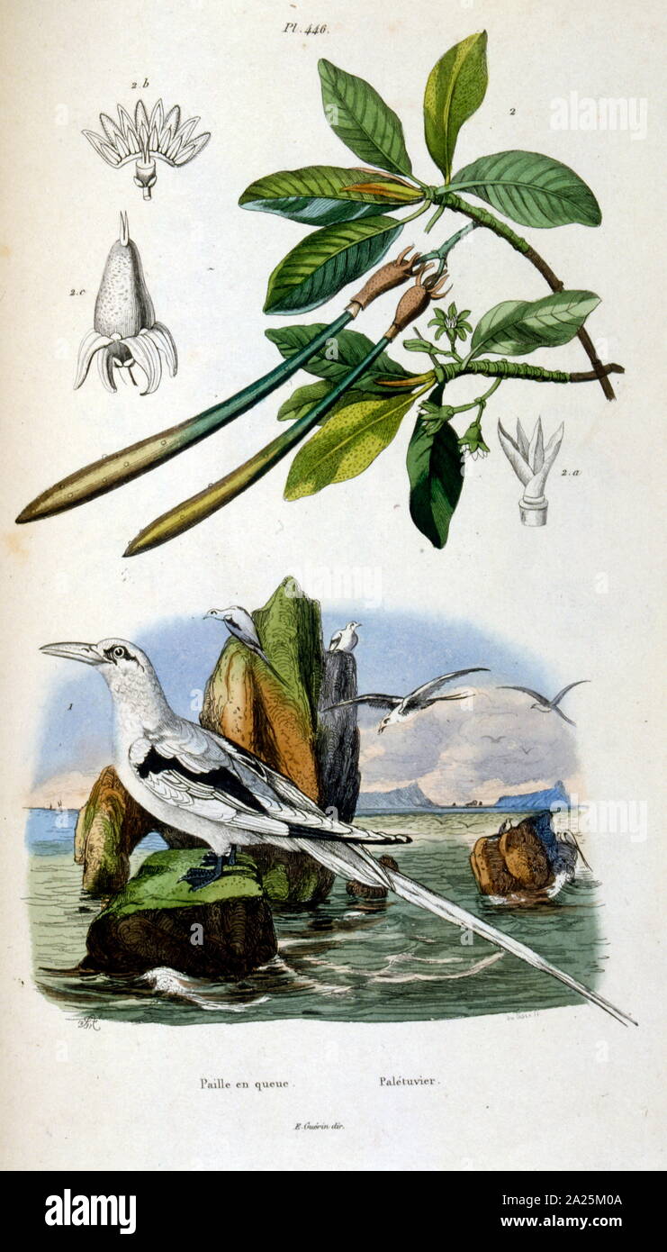 Botanical and zoological illustration by F. E. Guérin. From Dictionnaire pittoresque d'histoire naturelle et des phénomènes de la nature - 1833/1834 Stock Photo