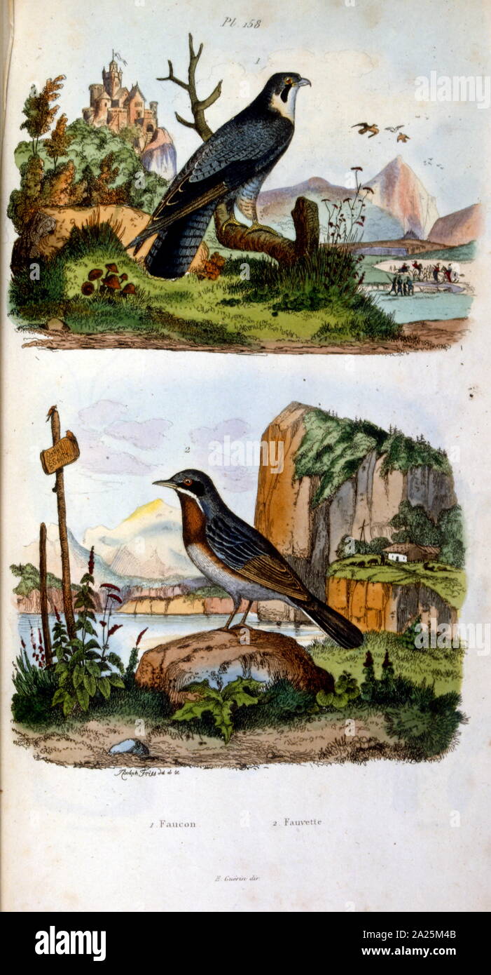 Botanical and zoological illustration by F. E. Guérin. From Dictionnaire pittoresque d'histoire naturelle et des phénomènes de la nature - 1833/1834 Stock Photo