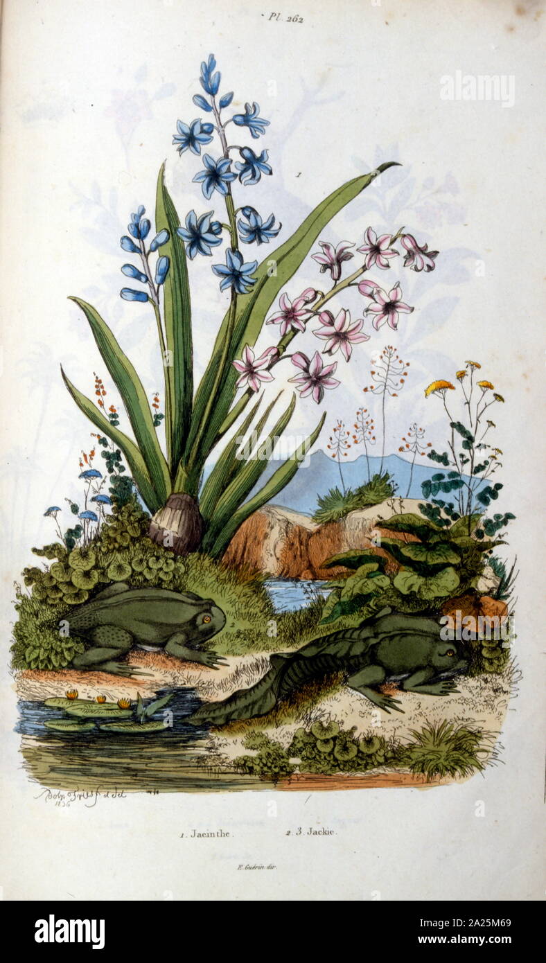 toad; Botanical and zoological illustration by F. E. Guérin. From ...