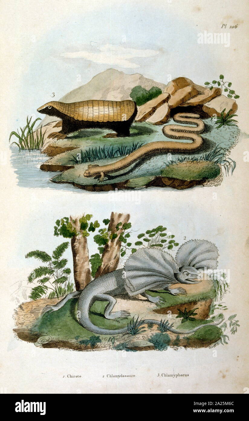 Chlamyphoridae family hires stock photography and images Alamy