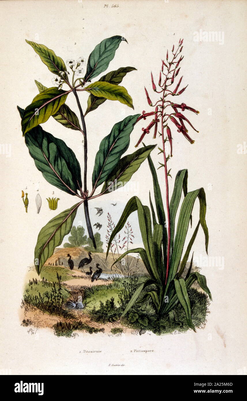 Botanical illustration by F. E. Guérin. From Dictionnaire pittoresque d'histoire naturelle et des phénomènes de la nature - 1833/1834 Stock Photo