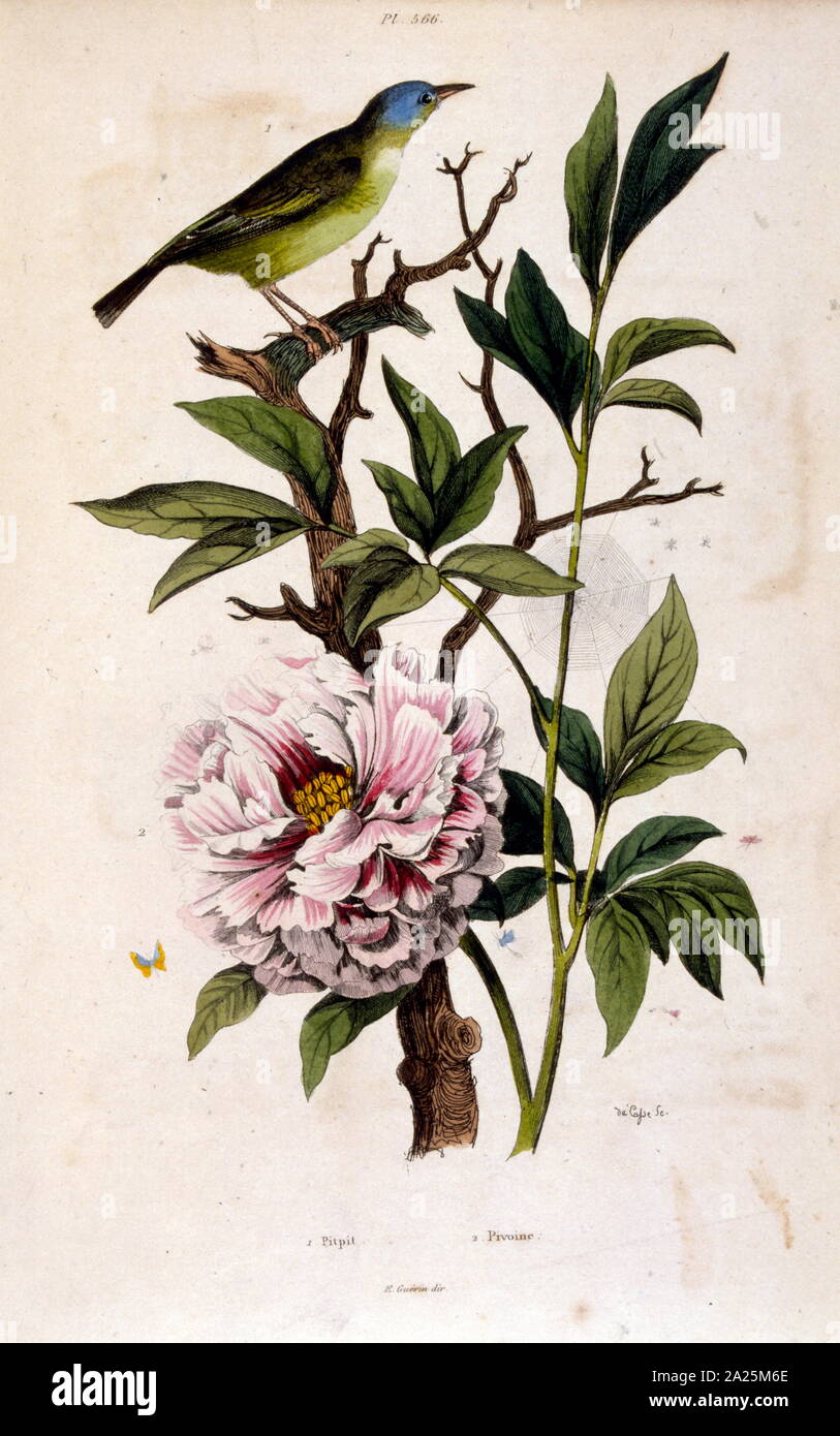 Botanical illustration by F. E. Guérin. From Dictionnaire pittoresque d'histoire naturelle et des phénomènes de la nature - 1833/1834 Stock Photo