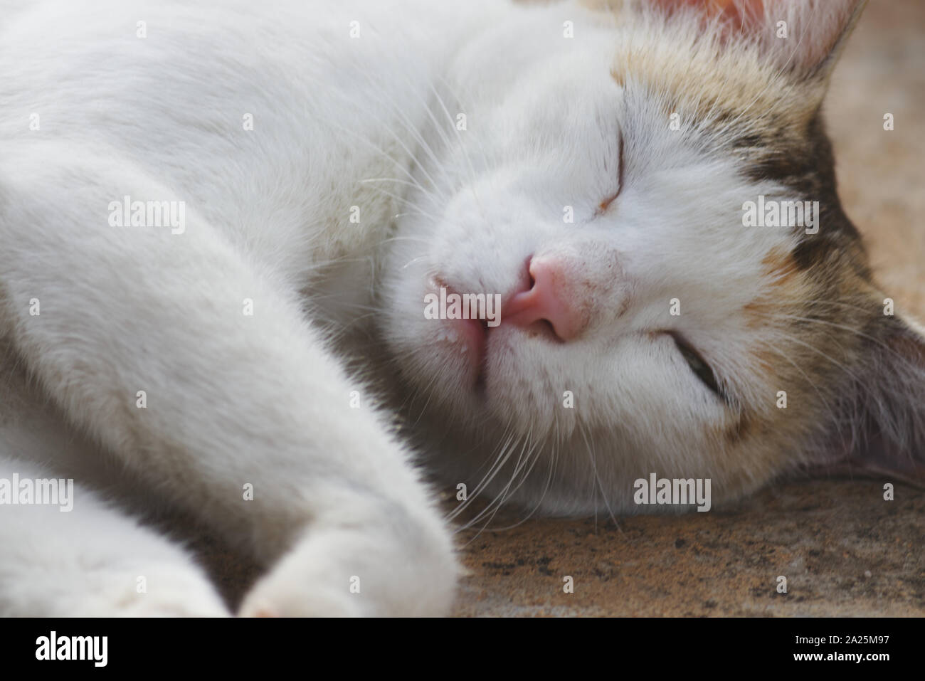 close up face of sleeping cat Stock Photo