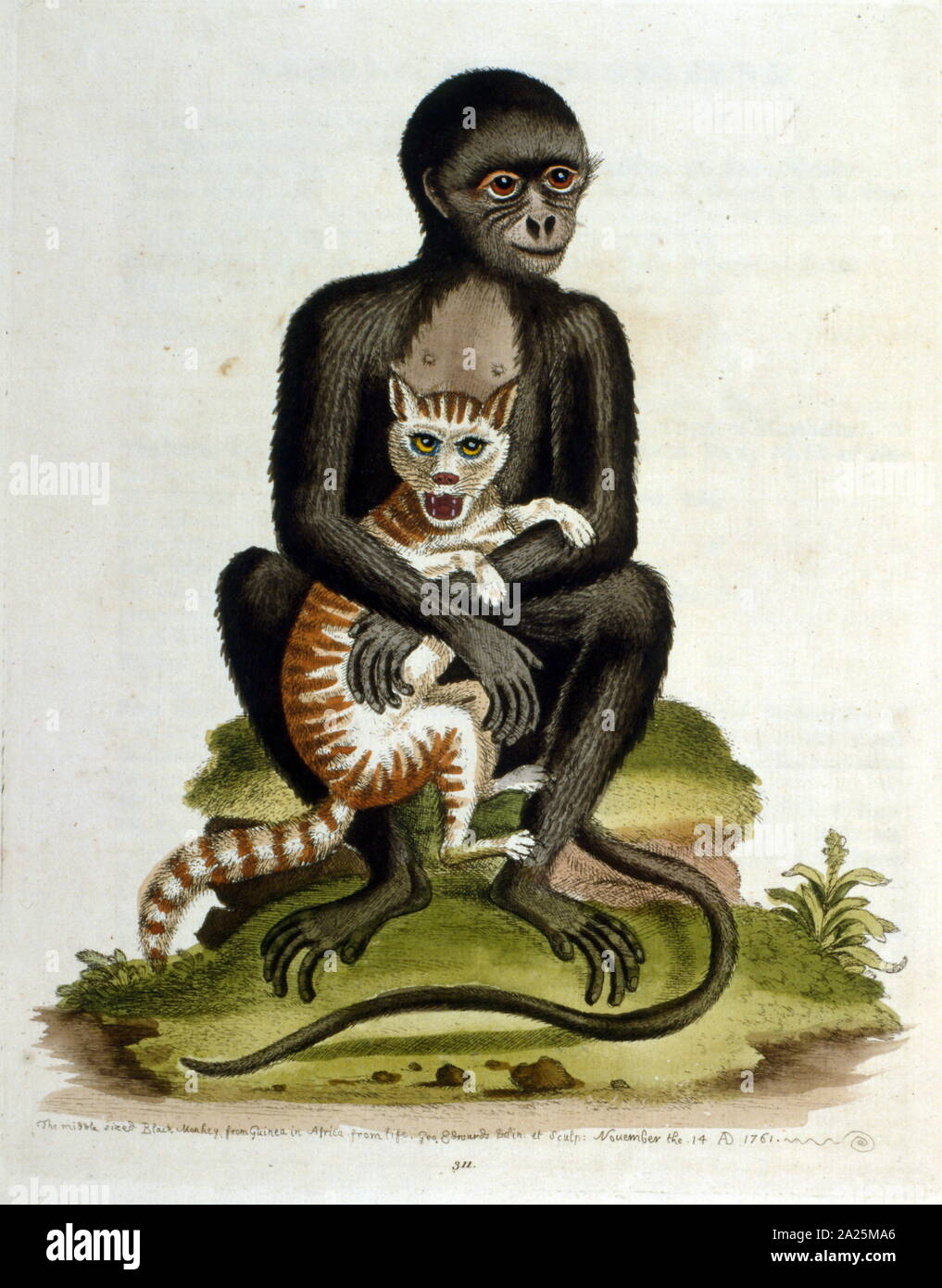 watercolour illustration of a black Monkey and a wild cat from a book by G Edwards 1758. George Edwards (1694-1773) was a British naturalist and ornithologist. He travelled extensively through Europe, studying natural history and birds in particular. Stock Photo