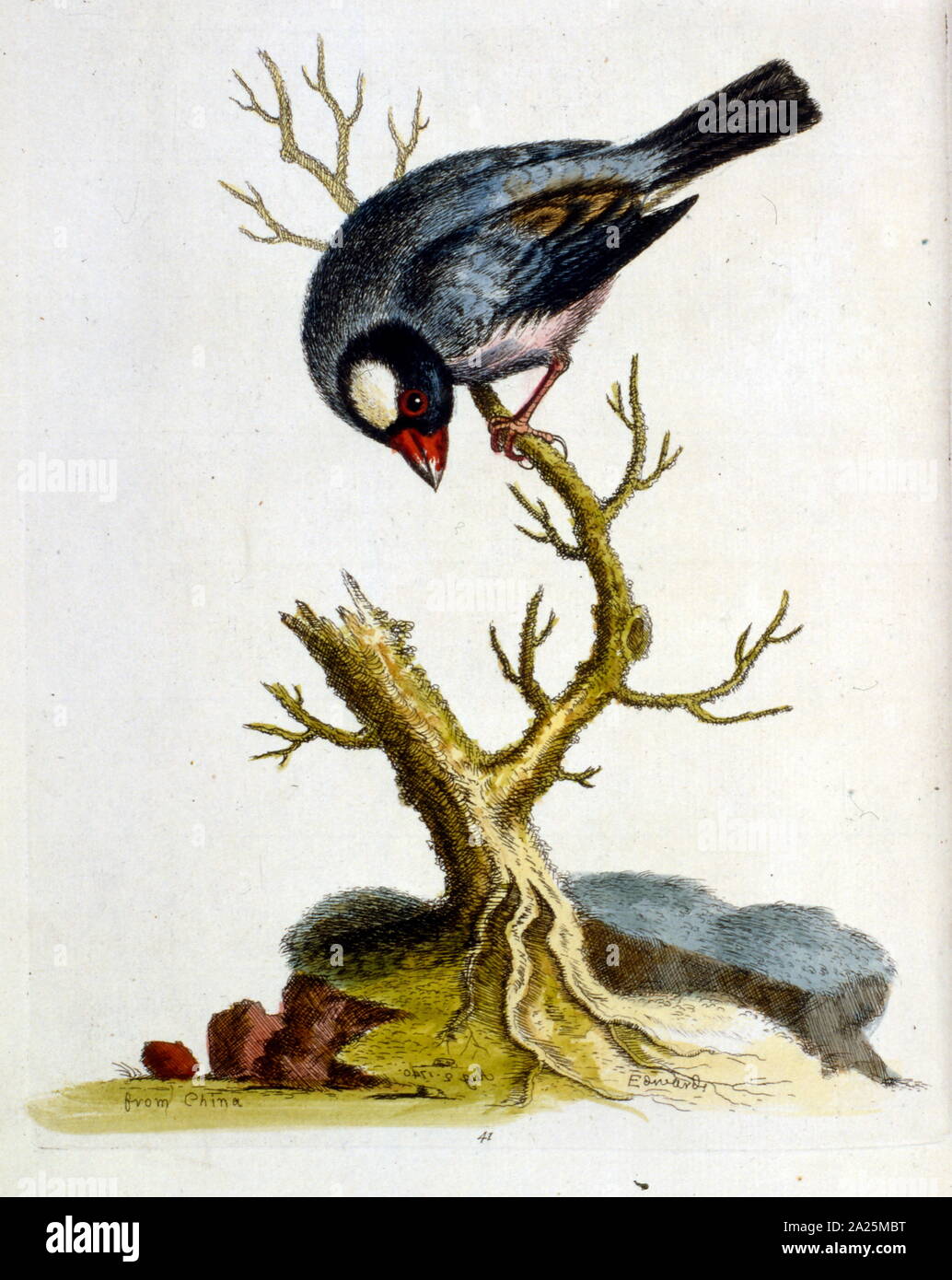 watercolour illustration from a book of rare birds by G Edwards 1750. George Edwards (1694-1773) was a British naturalist and ornithologist. He travelled extensively through Europe, studying natural history and birds in particular. He gained some recognition for his coloured drawings, and published his first work in 1743 - the first volume of A Natural History of Uncommon Birds. Stock Photo