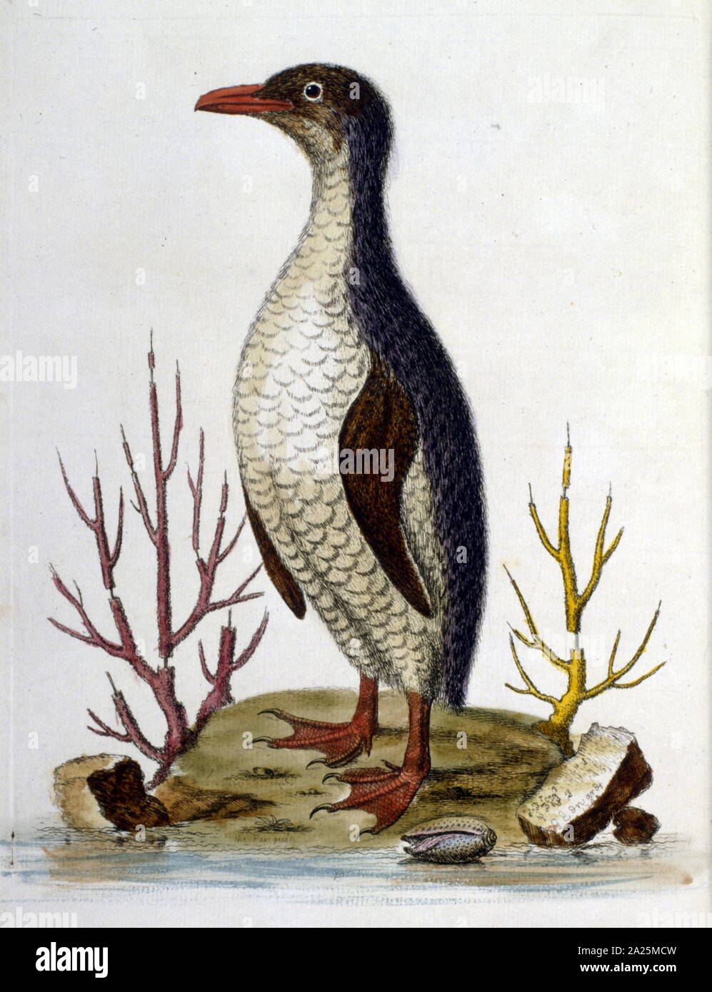 watercolour illustration from a book of rare birds by G Edwards 1750. George Edwards (1694-1773) was a British naturalist and ornithologist. He travelled extensively through Europe, studying natural history and birds in particular. He gained some recognition for his coloured drawings, and published his first work in 1743 - the first volume of A Natural History of Uncommon Birds. Stock Photo