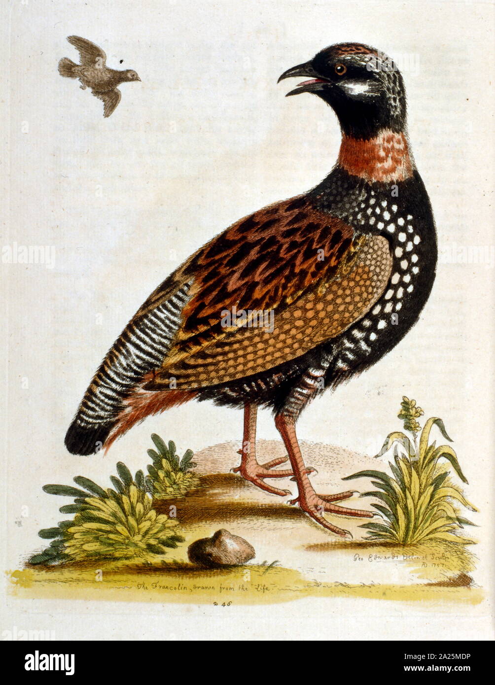 watercolour illustration from a book of rare birds by G Edwards 1750. George Edwards (1694-1773) was a British naturalist and ornithologist. He travelled extensively through Europe, studying natural history and birds in particular. He gained some recognition for his coloured drawings, and published his first work in 1743 - the first volume of A Natural History of Uncommon Birds. Stock Photo