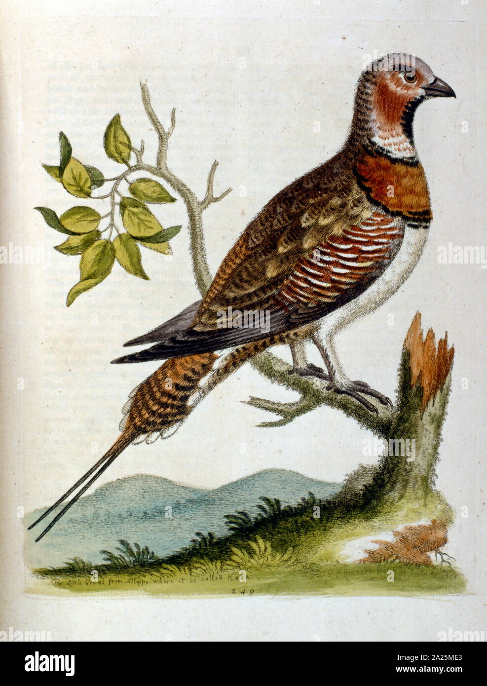 watercolour illustration from a book of rare birds by G Edwards 1750. George Edwards (1694-1773) was a British naturalist and ornithologist. He travelled extensively through Europe, studying natural history and birds in particular. He gained some recognition for his coloured drawings, and published his first work in 1743 - the first volume of A Natural History of Uncommon Birds. Stock Photo