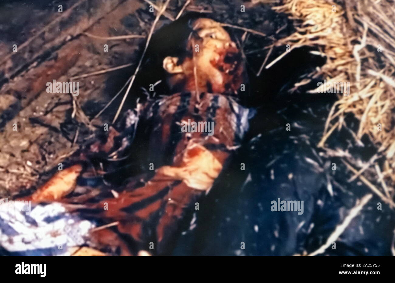 Photograph showing victims of the My Lai Massacre - the mass murder of  unarmed South Vietnamese civilians by U.S. troops during the Vietnam War  Stock Photo - Alamy