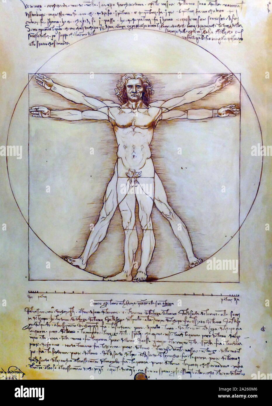 The Vitruvian Man (Le proporzioni del corpo umano secondo Vitruvio), a drawing by the Italian polymath Leonardo da Vinci around 1490. The drawing is based on the correlations of ideal human body proportions with geometry described by the ancient Roman architect Vitruvius in Book III of his treatise De architectura. Leonardo da Vinci (April 1452 - May 1519), an Italian polymath of the Renaissance. Stock Photo
