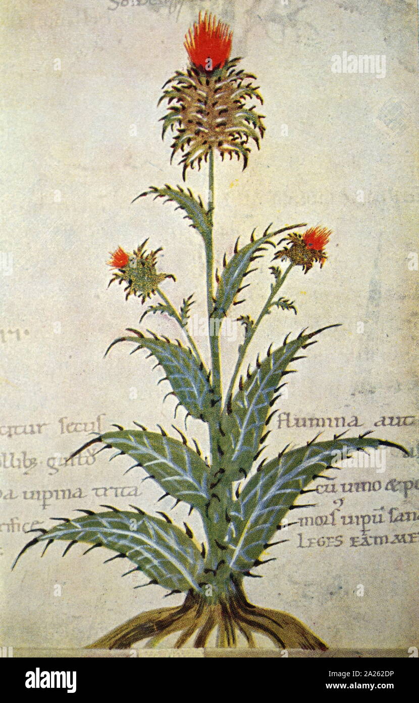 A manuscript depicting a Plumeless thistle, a genus of flowering plants in the aster family. Dated 12th century Stock Photo