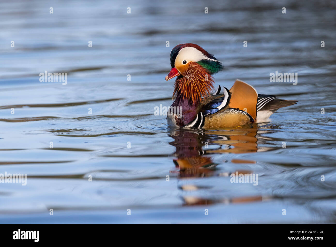 Mandarin Drake; Aix galericulata; Neck Stretching; Devon; UK Stock Photo