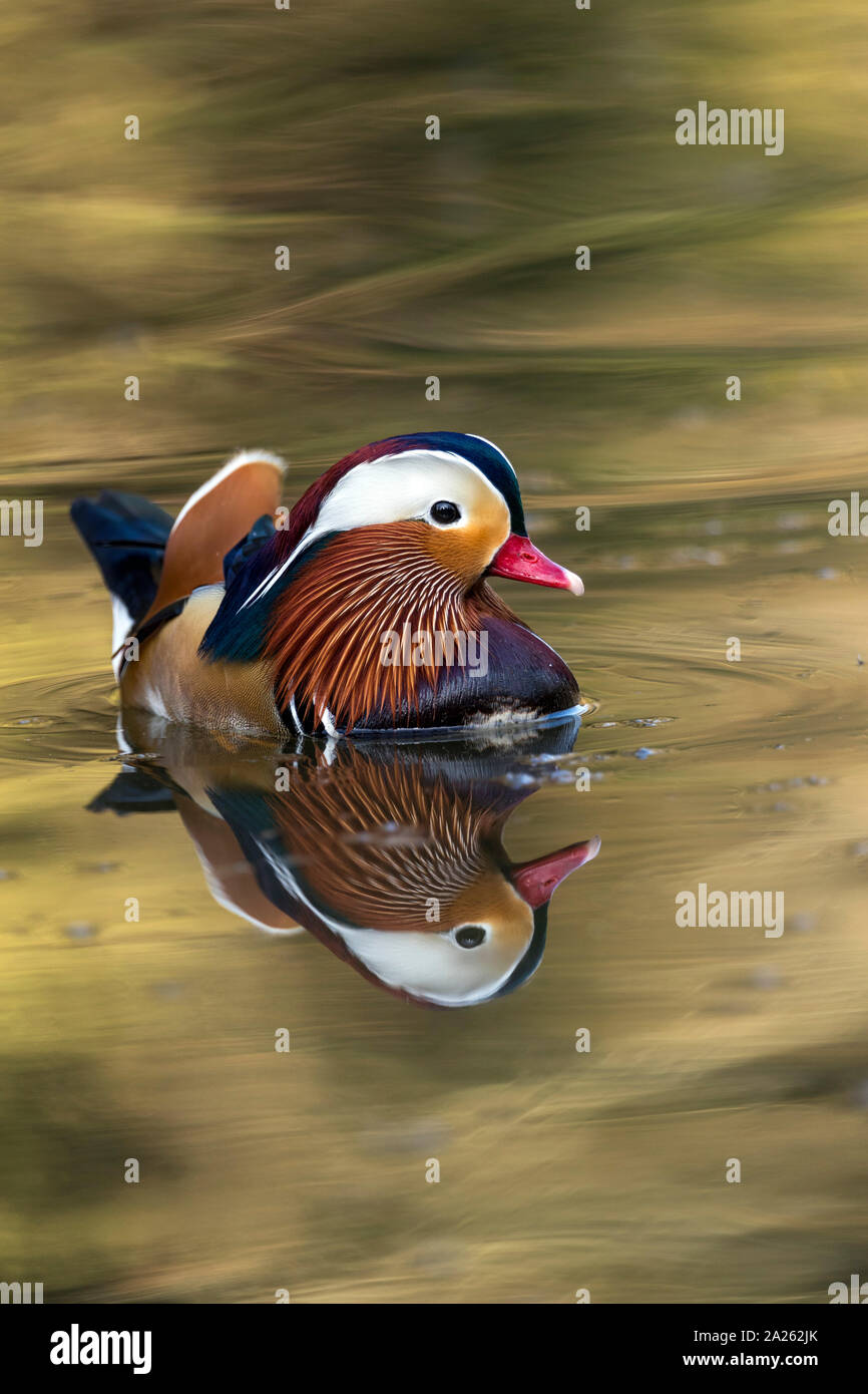 Mandarin Duck; Aix galericulata; Drake; Devon; UK Stock Photo