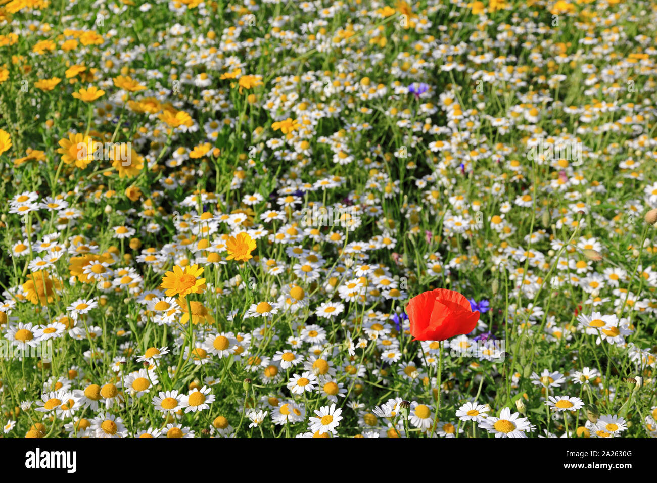 Roadside Wildflower High Resolution Stock Photography and Images - Alamy