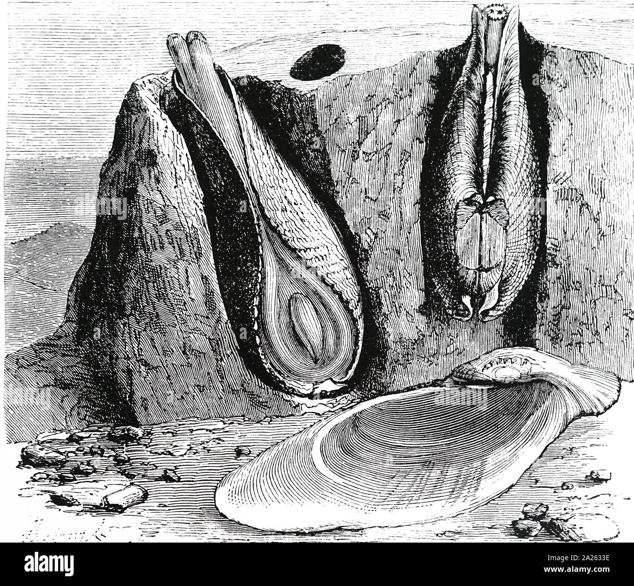 An engraving depicting some Pholas dactylus, a form of marine bivalve or piddock which bores into gneiss. This creature, which is luminescent, has been prized as food: Europe. Dated 19th century Stock Photo