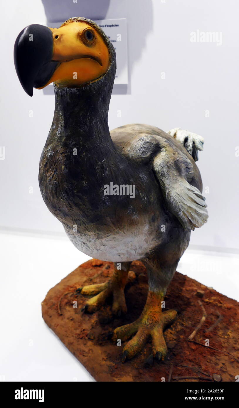 The dodo (Raphus cucullatus), an extinct flightless bird that was endemic to the island of Mauritius, east of Madagascar in the Indian Ocean. Subfossil remains show the dodo was about 1 metre (3 ft 3 in) tall and may have weighed 10.6–17.5 kg (23–39 lb) in the wild. The dodo's appearance in life is evidenced only by drawings, paintings, and written accounts from the 17th century. The first recorded mention of the dodo was by Dutch sailors in 1598. The last widely accepted sighting of a dodo was in 1662. Stock Photo
