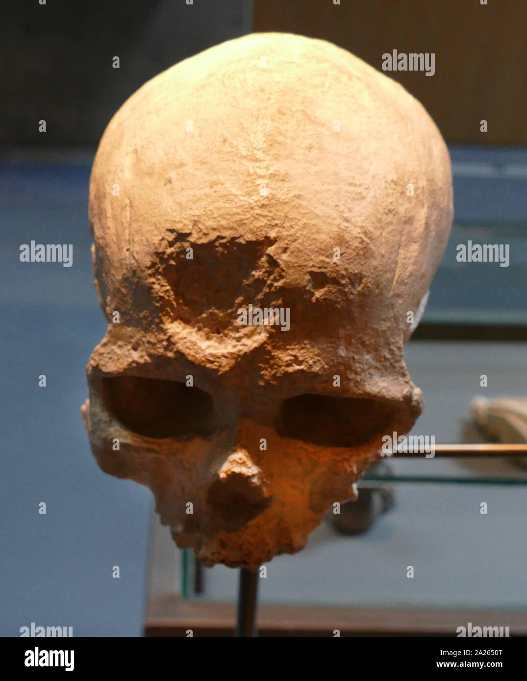 Homo