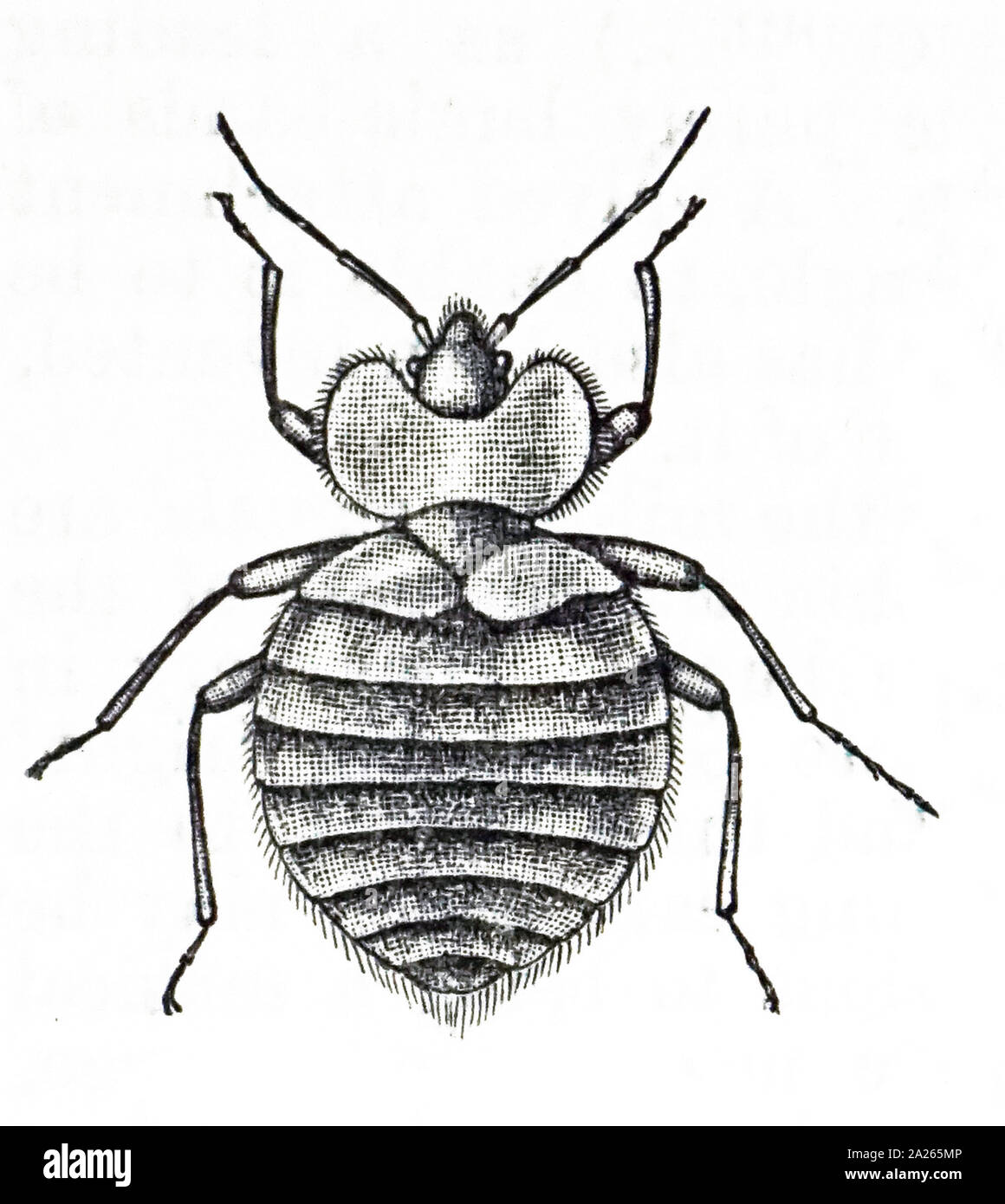 An engraving depicting a bed bug, a parasitic insect in the genus Cimex