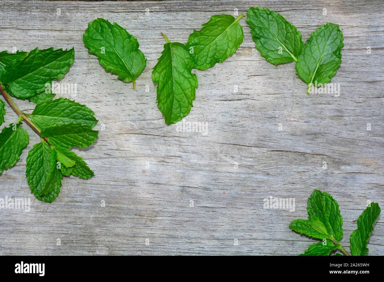 Fresh green peppermint leaves on bright old wood with copy space Stock Photo