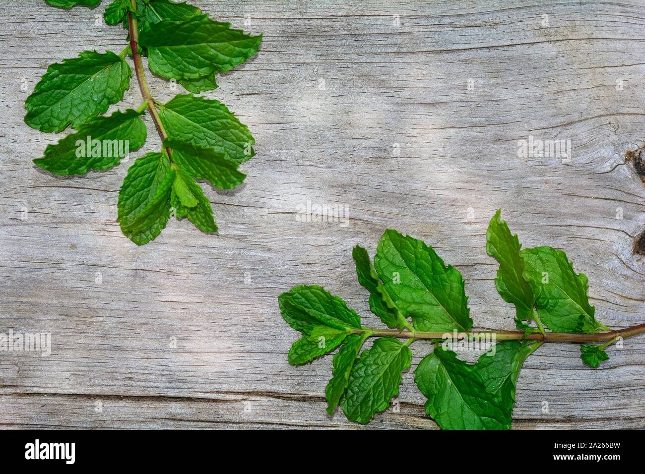 Two fresh green peppermint leaves on bright old wood with copy space Stock Photo