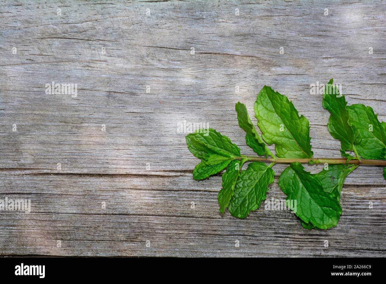 Fresh green mint leaves on blue background, flat lay. Space for text Stock  Photo