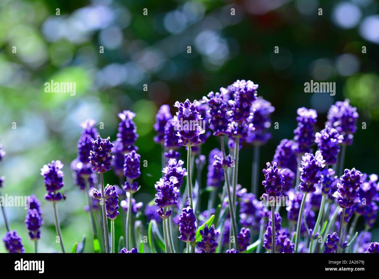 Colorful Lavenders  -  blossoms  in the garden , with bokeh and copy space Stock Photo