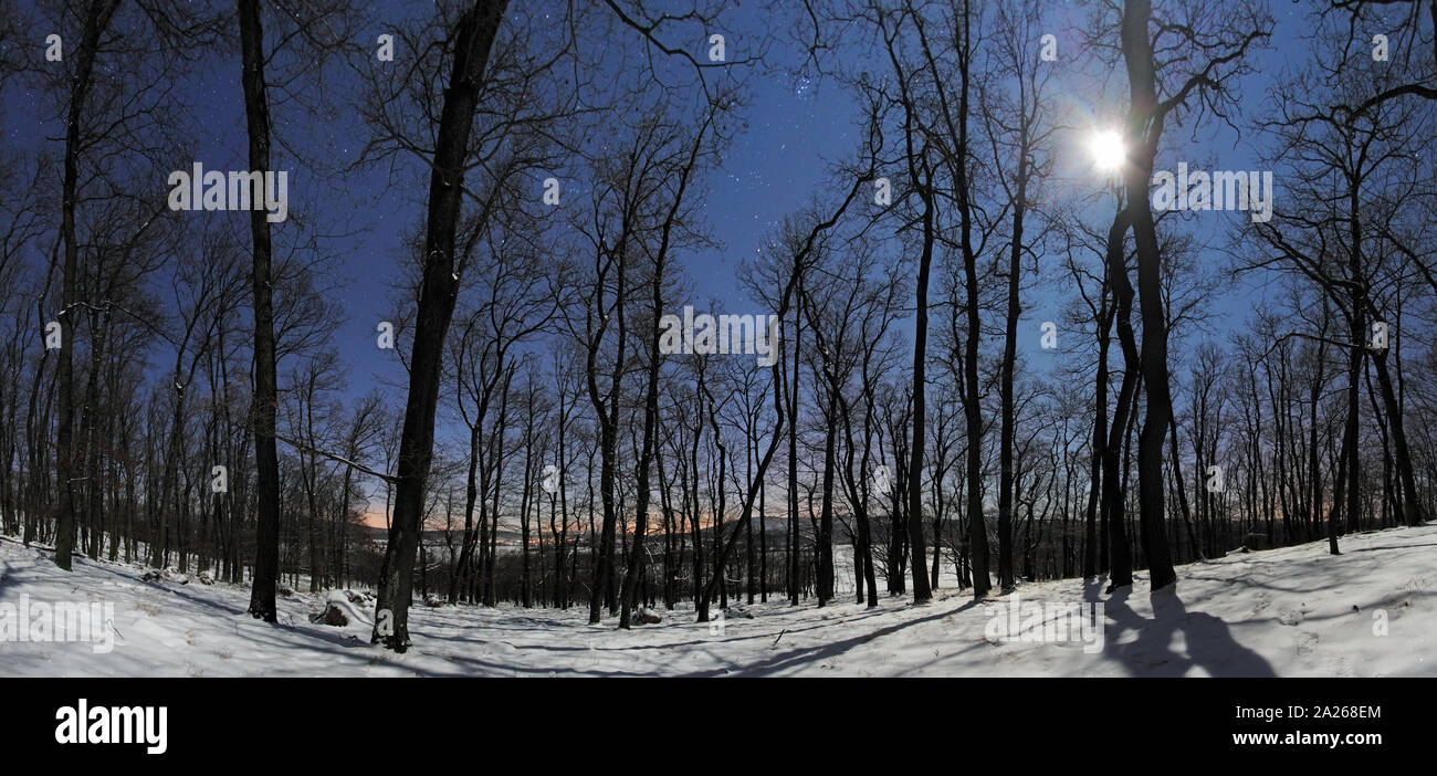 Forest panorama at winter moonlight night Stock Photo