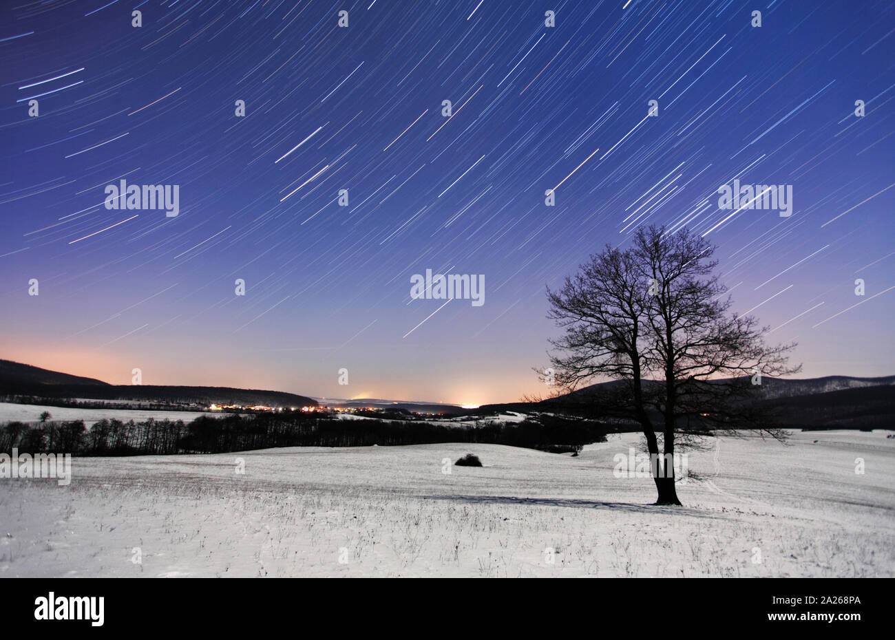 Tree at night - winter with stars Stock Photo