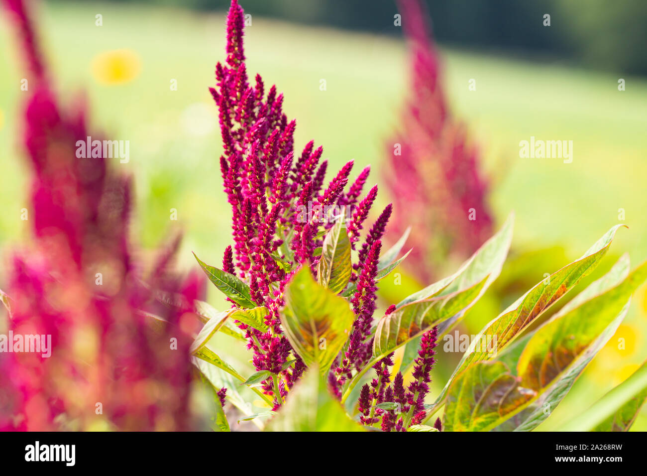 Amaranth is cultivated as leaf vegetables, cereals and ornamental plants in South America. Amaranth seeds are rich source of proteins and amino acids Stock Photo