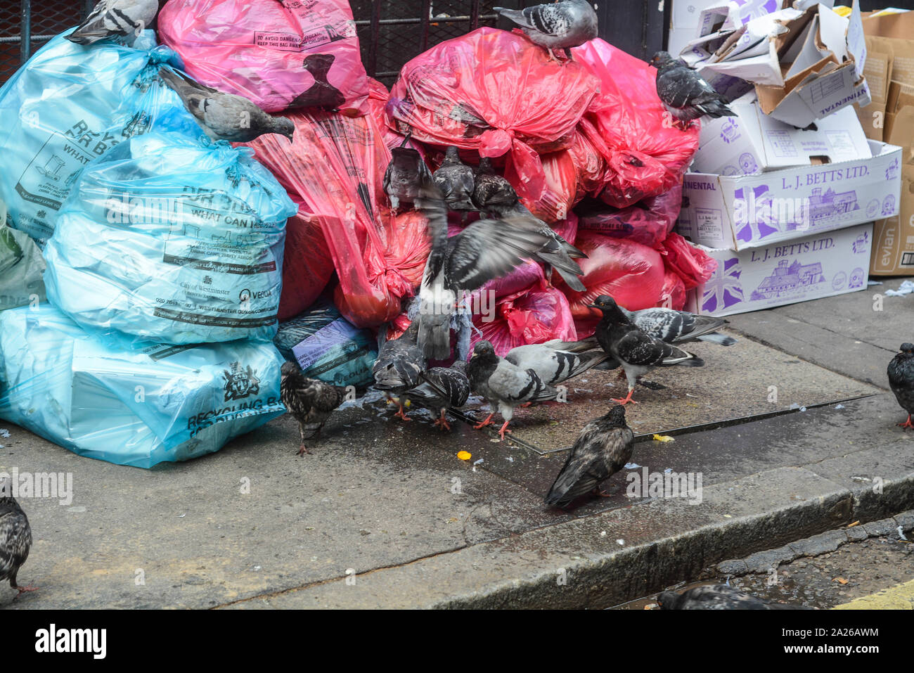Many pigeons trying to eat from the trash bins left outside from a