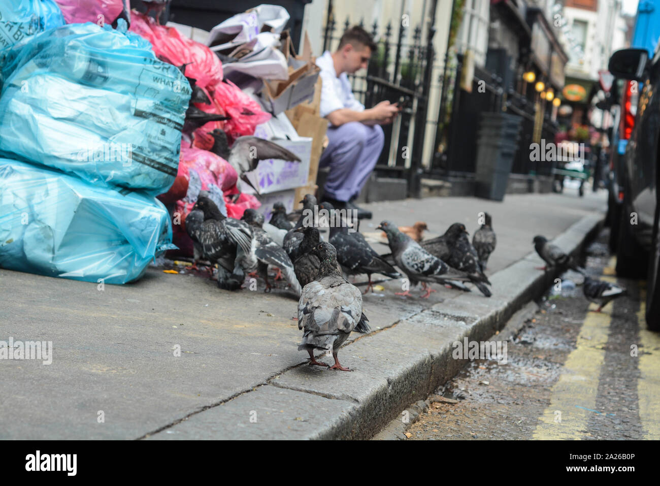 Many pigeons trying to eat from the trash bins left outside from a