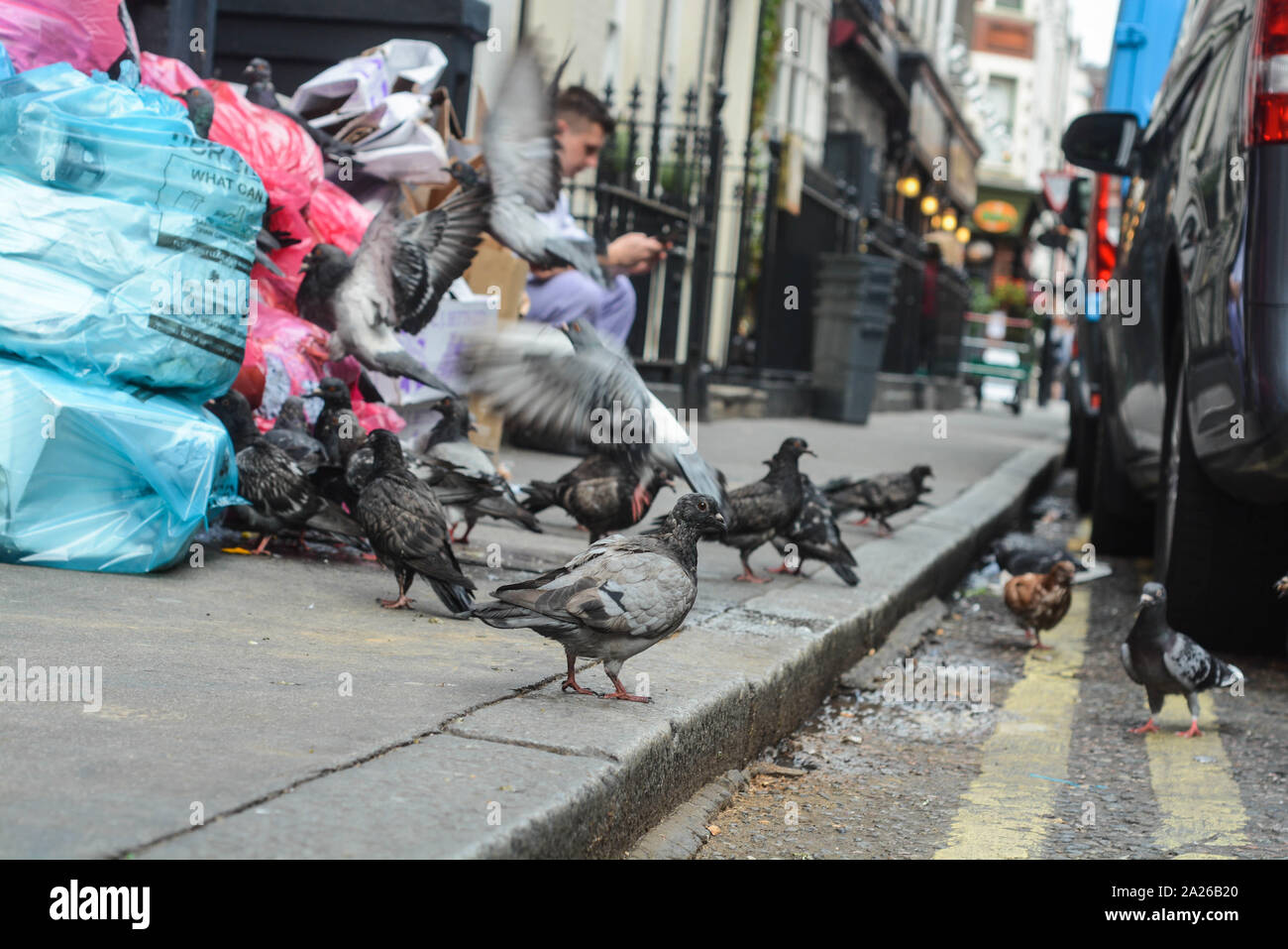 Many pigeons trying to eat from the trash bins left outside from a ... Biology Diagrams