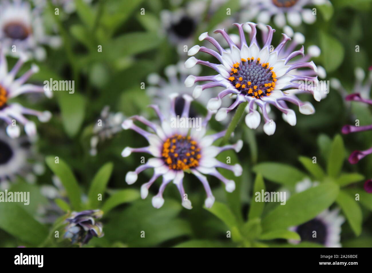 Purple and White African Daisies in The Calyx Stock Photo