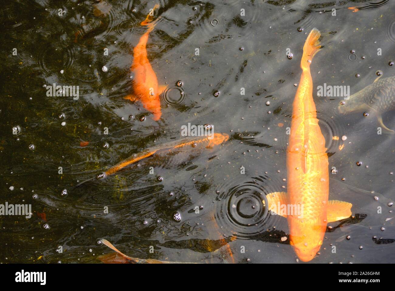 goldfish in a koi pond Stock Photo