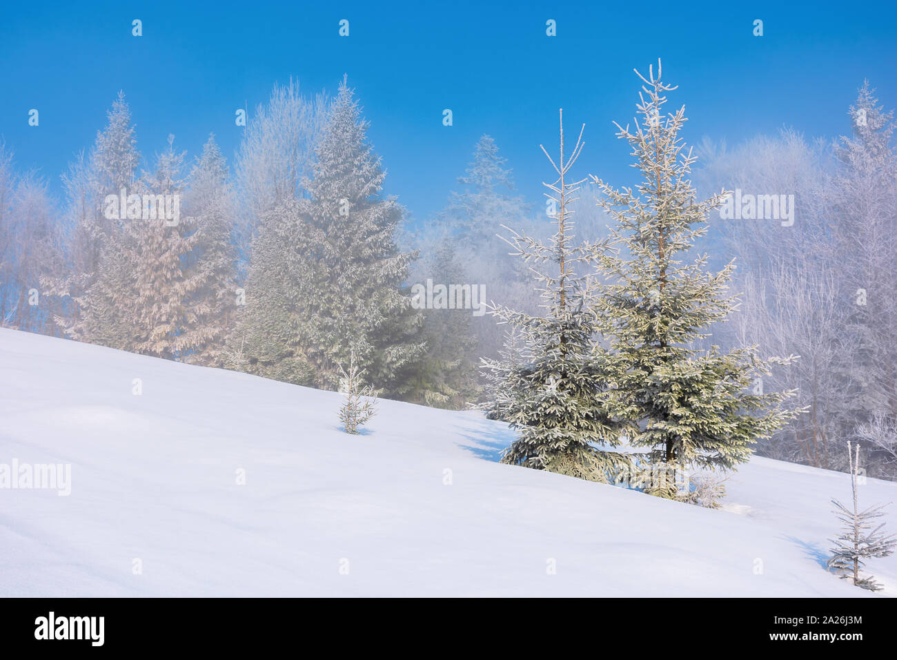 Forenoon Fairy Tail In Winter Spruce Trees In Hoarfrost On The Snow Covered Meadow Forest In The Distance Beneath A Clear Blue Sky Magic Moment Of Stock Photo Alamy
