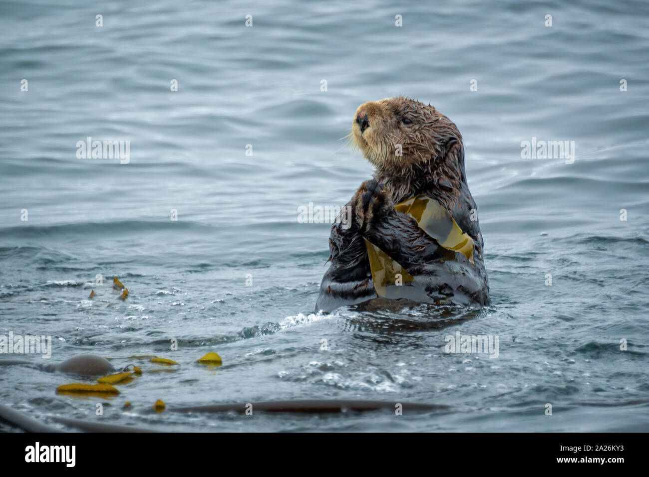 Close up of a sea otter in the ocean in Tofino, Vancouver island, British Columbia, Canada Stock Photo