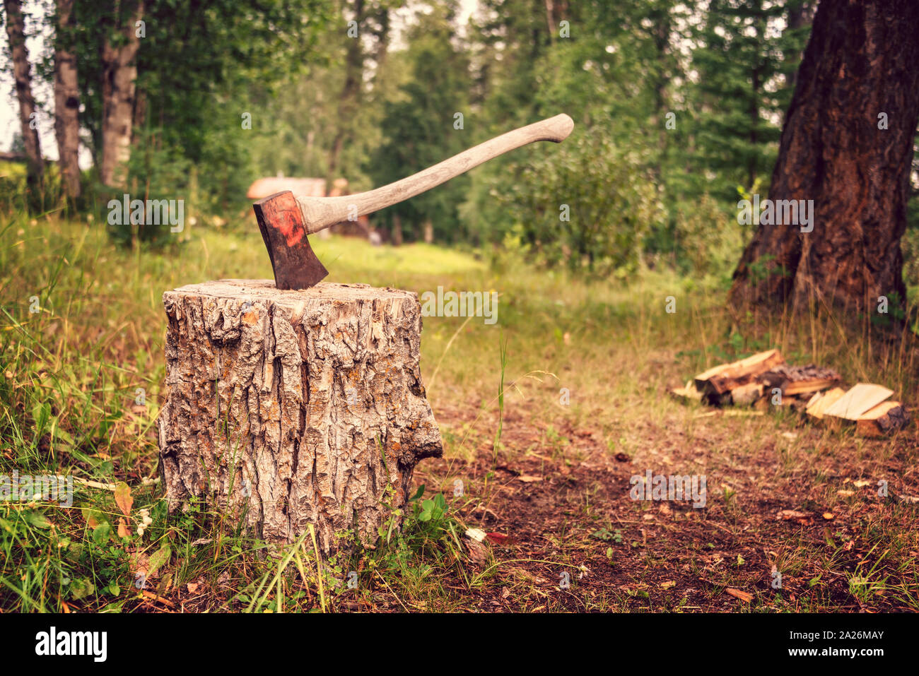 Vintage axe stuck in a wooden stump in a forest. Cutting trees and chopping frewood for winter concept Stock Photo