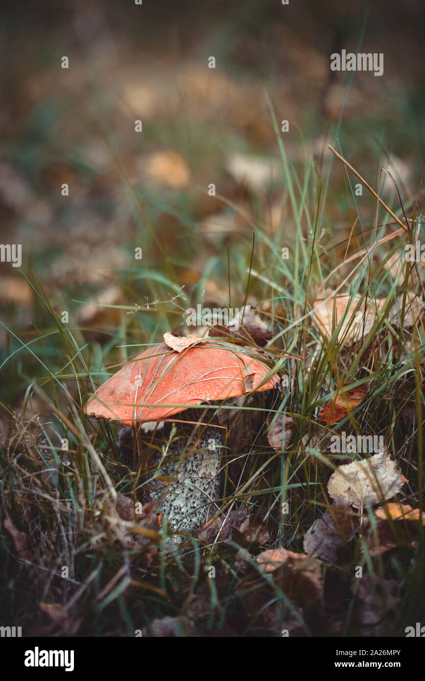 Big leccinum aurantiacum mushroom in leaves and grass in autumn woods. Picking mushrooms. Healthy food. Stock Photo