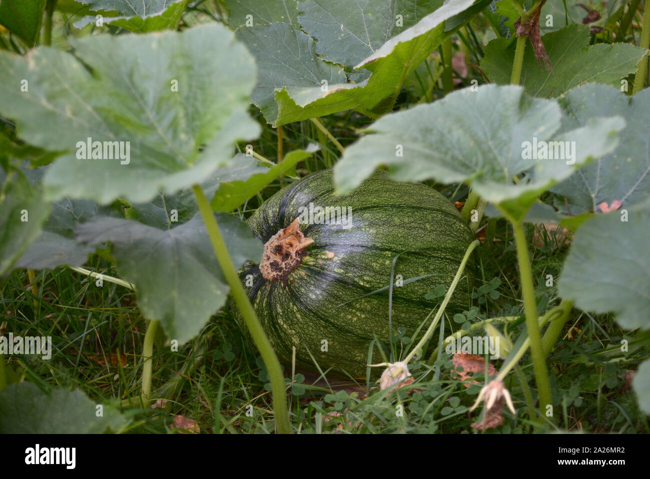 Big striped green home grown organic pumpkin growing in the vegetable garden. Stock Photo
