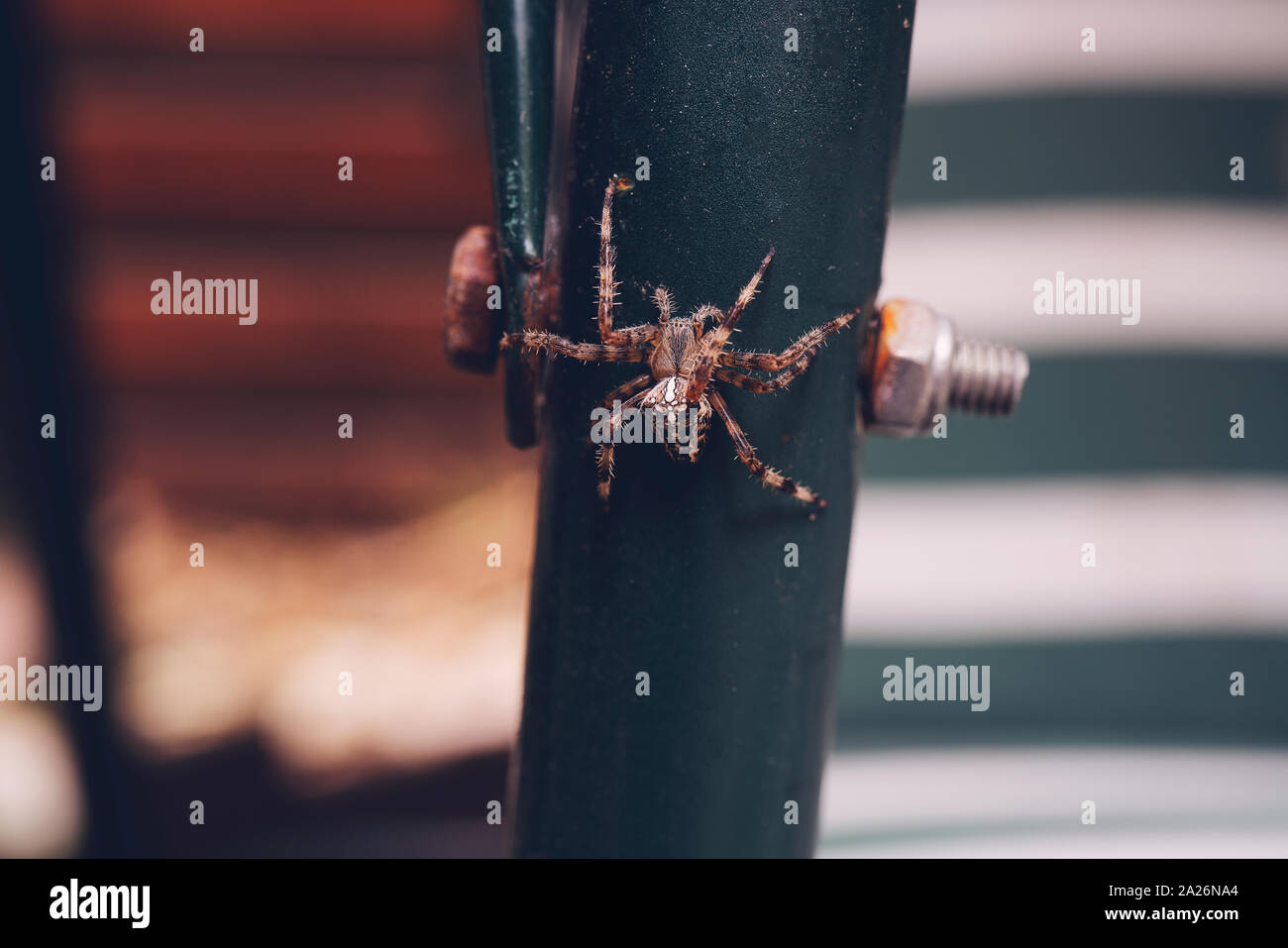 Close up macro shot of a European garden spider (cross spider, Araneus ...