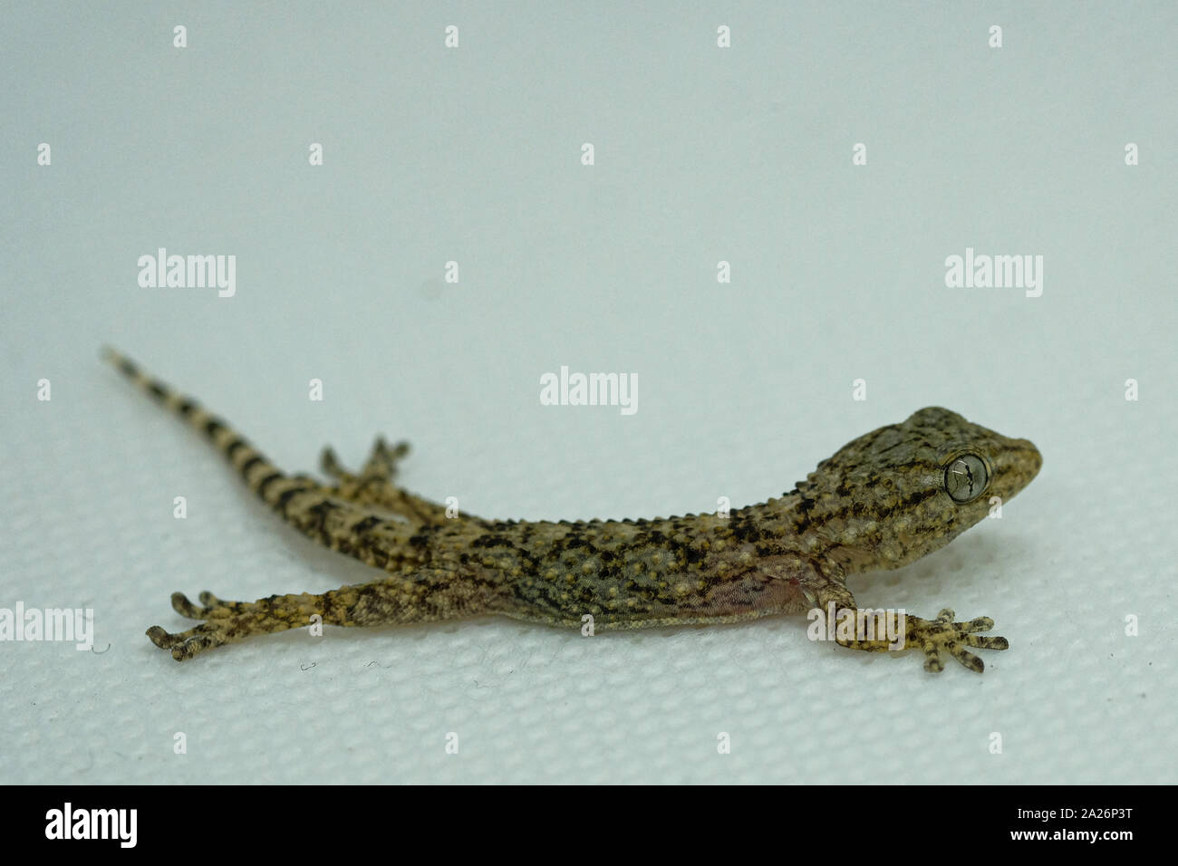 Gecko reptile body and eyes macro details, animal skin on blur background Stock Photo