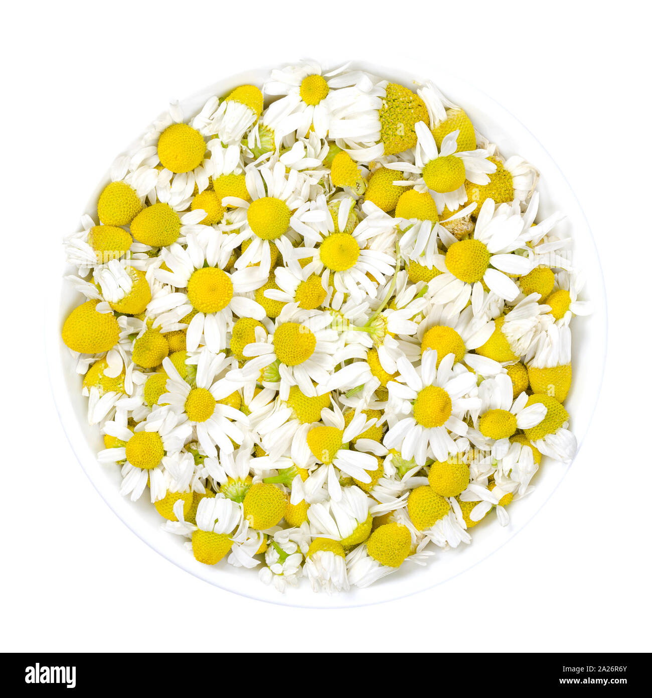 Chamomile blossoms in white bowl. Fresh camomile flowers, Matricaria chamomilla, used for herbal infusions and in traditional medicine. Stock Photo