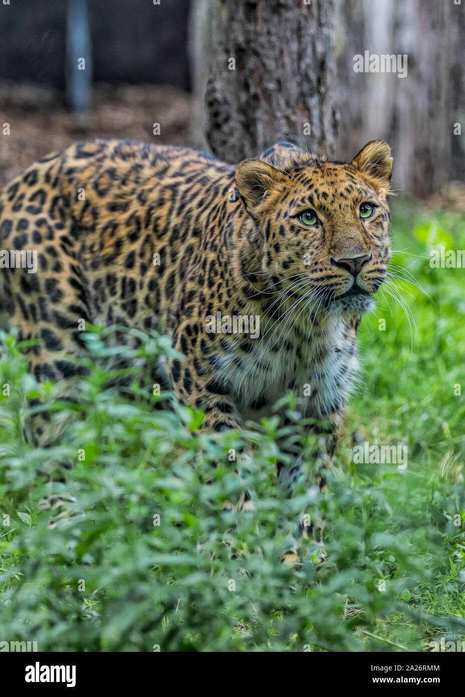 Captive Amur Leopard Stock Photo