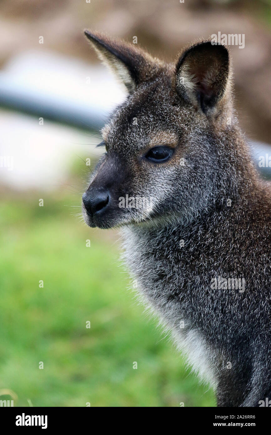 close-up of a captive Bennet's wallaby Stock Photo