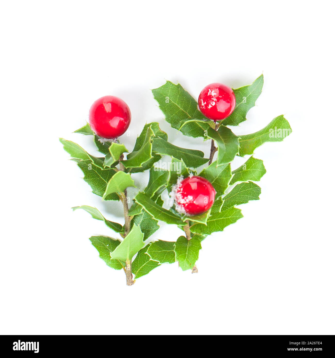 Branches of holly with red berries isolated on white background ...