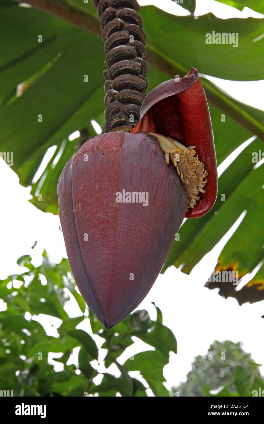 Banana tree flower on tree in plantation, Spice farm, Unguja Island, Zanzibar, Tanzania. Stock Photo